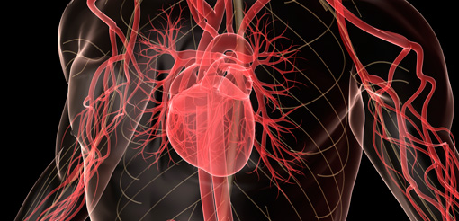 heart and circulatory system